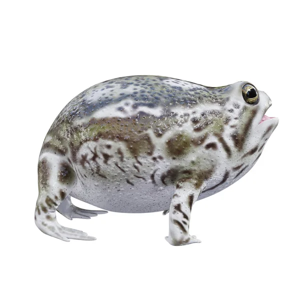 Illuation Desert Rain Frog — стокове фото