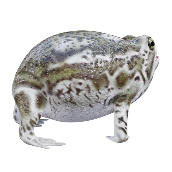 Ilustrace Desert Rain Frog — Stock fotografie