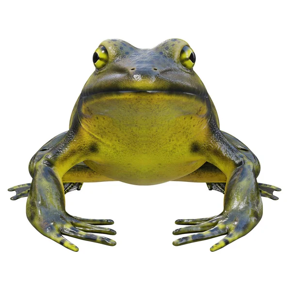Ilustración Goliat Bullfrog — Foto de Stock