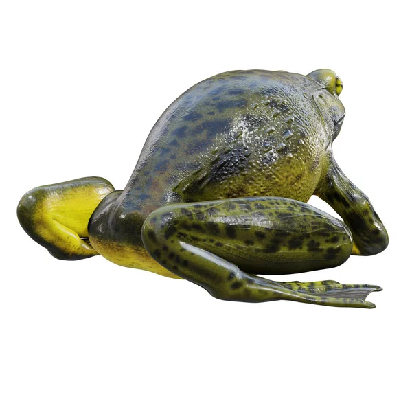 Illustration Goliat Bullfrog — Stockfoto