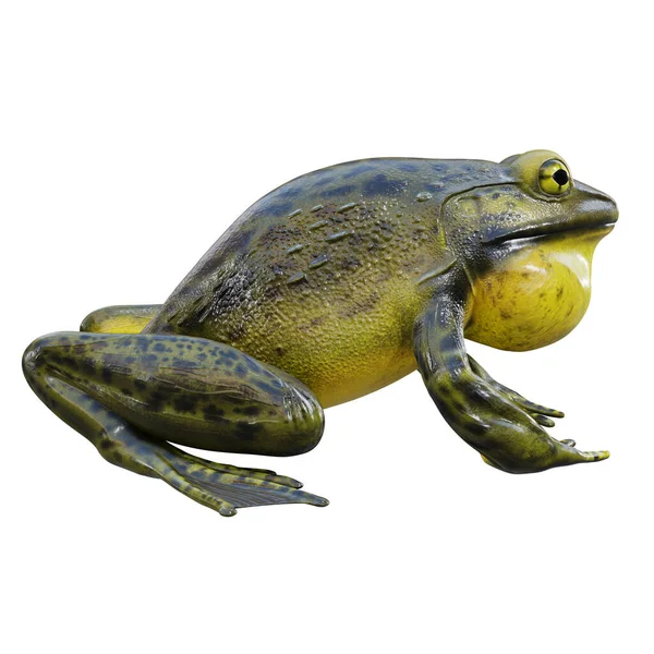 Απεικόνιση Του Γολιάθ Bullfrog — Φωτογραφία Αρχείου