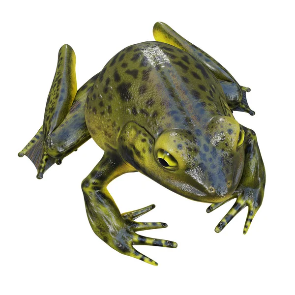 Illustratie Van Goliath Bullfrog — Stockfoto