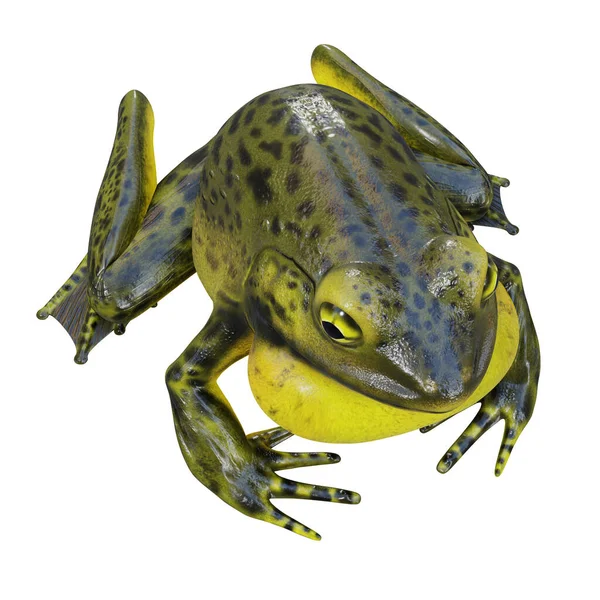 Illustration Goliath Bullfrog — Stock Photo, Image