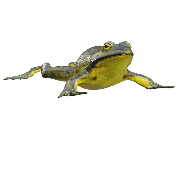 Goliath Bullfrog Çizimi — Stok fotoğraf