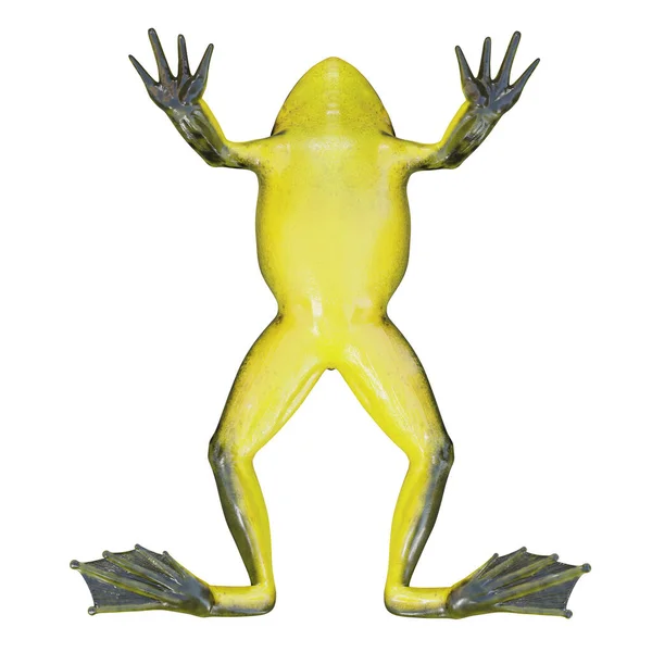 Illustratie Van Goliath Bullfrog — Stockfoto