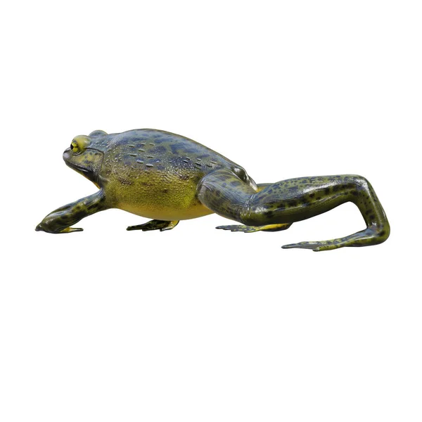 Goliath Bullfrog Çizimi — Stok fotoğraf