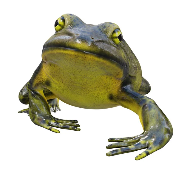 Απεικόνιση Του Γολιάθ Bullfrog — Φωτογραφία Αρχείου