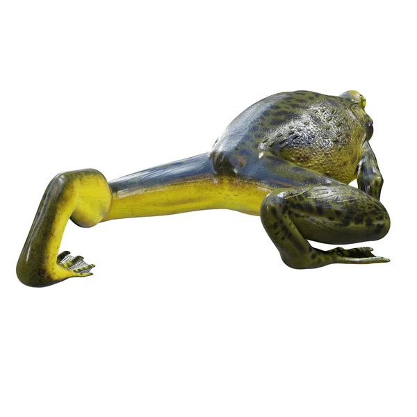 Трехмерная Иллюстрация Goliath Bullfrog — стоковое фото
