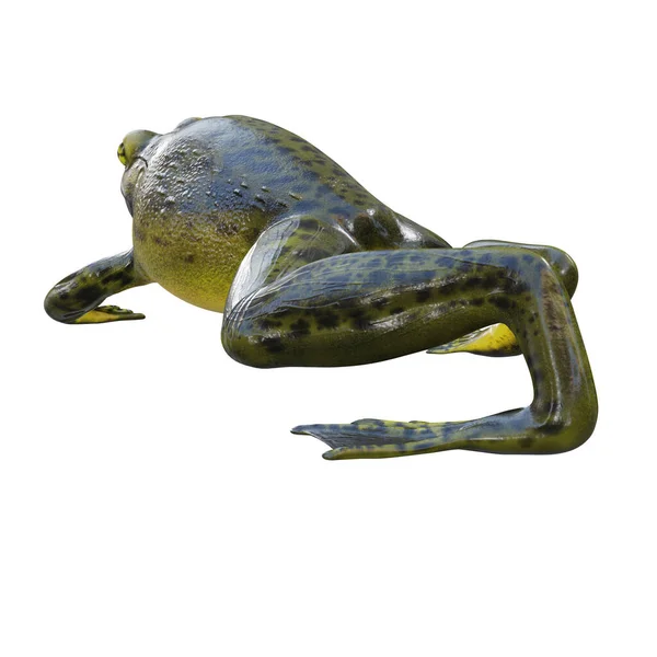 Трехмерная Иллюстрация Goliath Bullfrog — стоковое фото
