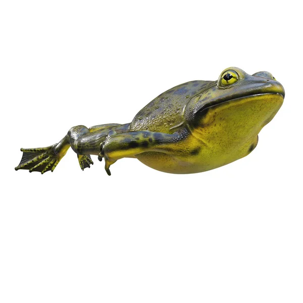 Ilustração Golias Bullfrog — Fotografia de Stock