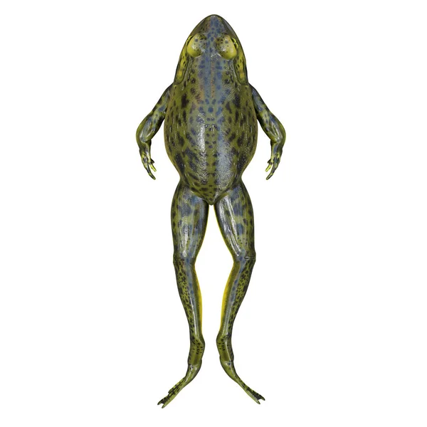 Ilustración Goliat Bullfrog —  Fotos de Stock
