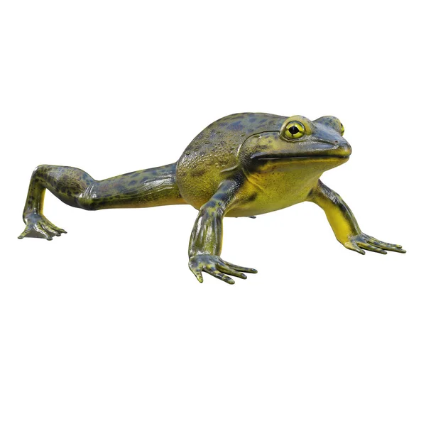 Illustrazione Golia Bullfrog — Foto Stock