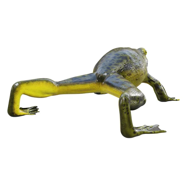 Ilustração Golias Bullfrog — Fotografia de Stock
