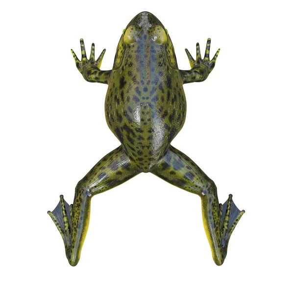 Ilustración Goliat Bullfrog —  Fotos de Stock