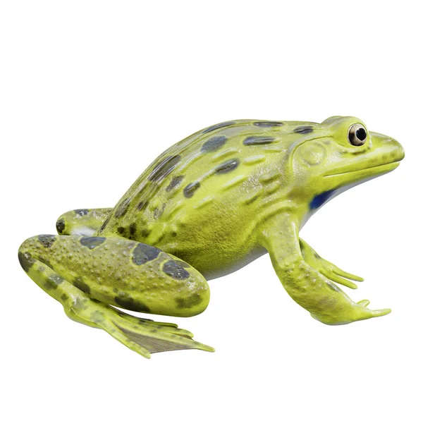 Απεικόνιση Της Ινδίας Bullfrog — Φωτογραφία Αρχείου