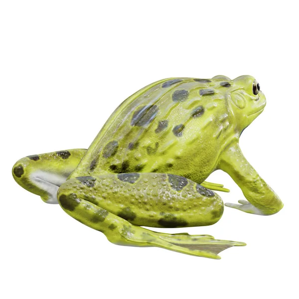 Illustratie Van Indiase Bullfrog — Stockfoto