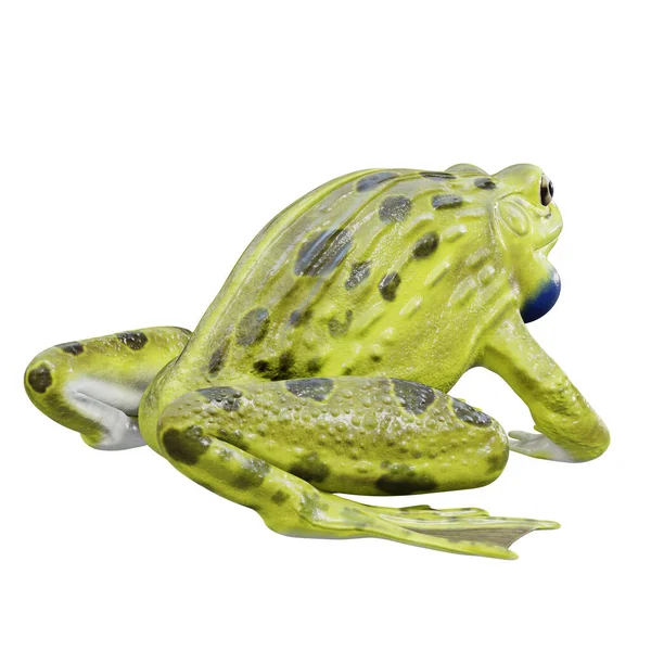 Illustration Des Indischen Bullfrogs — Stockfoto