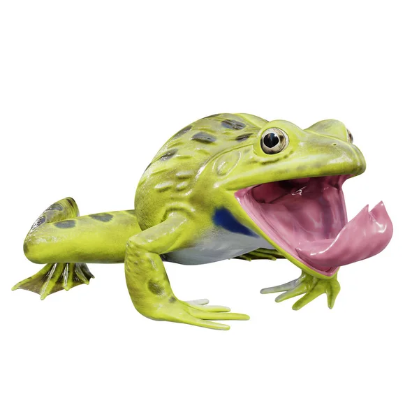 Ilustração Bullfrog Indiano — Fotografia de Stock