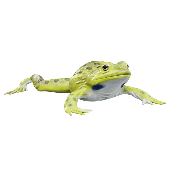 印度牛蛙的3D例证 — 图库照片