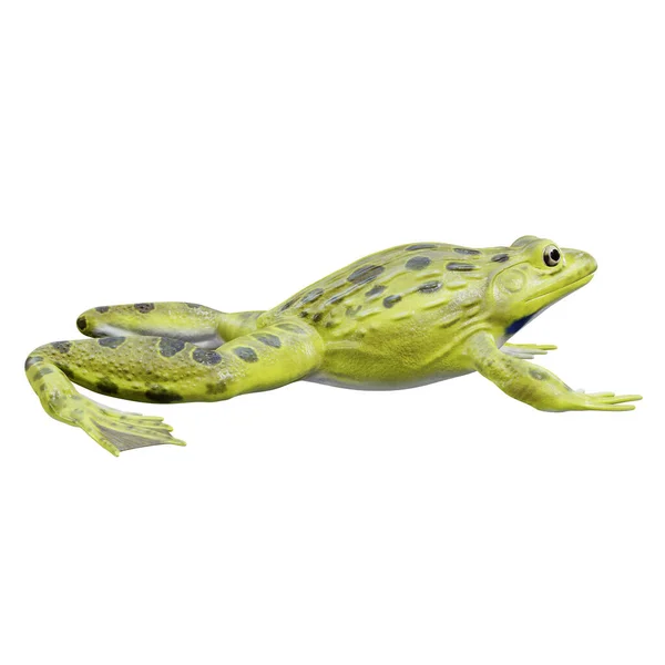 Ilustrație Broaștei Indiene Bullfrog — Fotografie, imagine de stoc