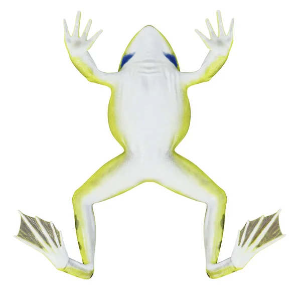 Illustration Des Indischen Bullfrogs — Stockfoto