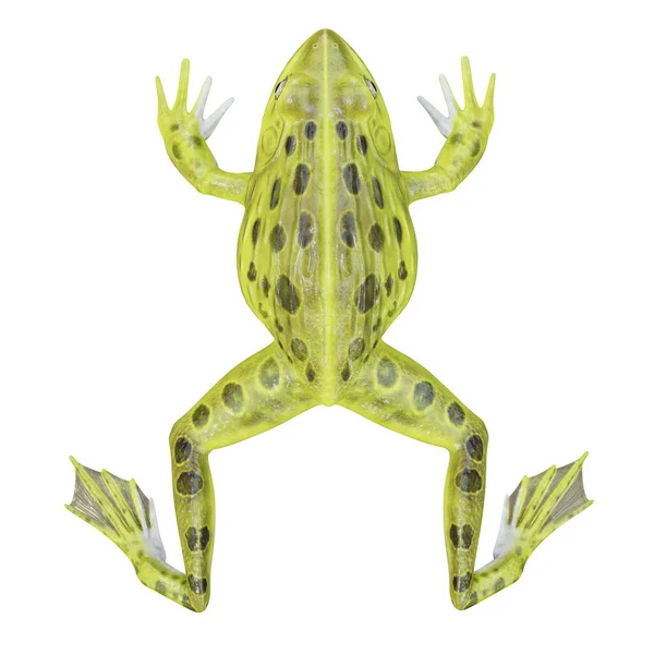 Απεικόνιση Της Ινδίας Bullfrog — Φωτογραφία Αρχείου