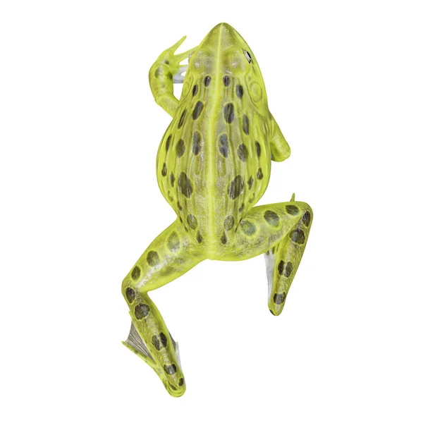 印度牛蛙的3D例证 — 图库照片