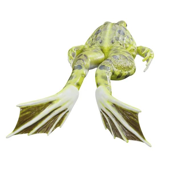 Illustration Indian Bullfrog — Stock Photo, Image