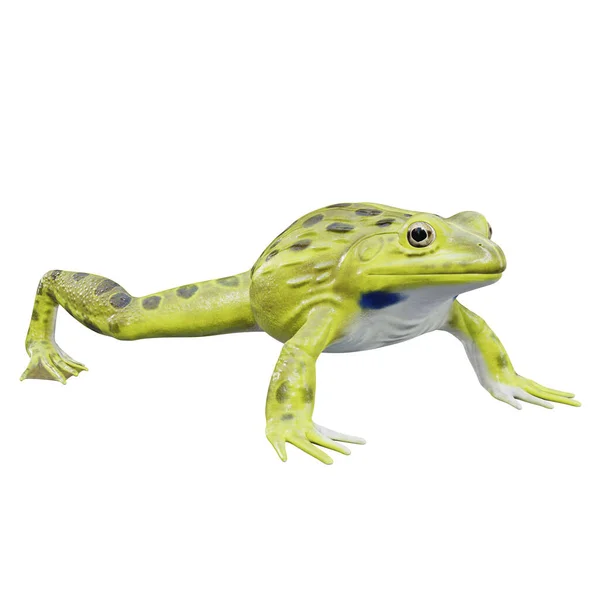 Illustration Indian Bullfrog — Stock Photo, Image