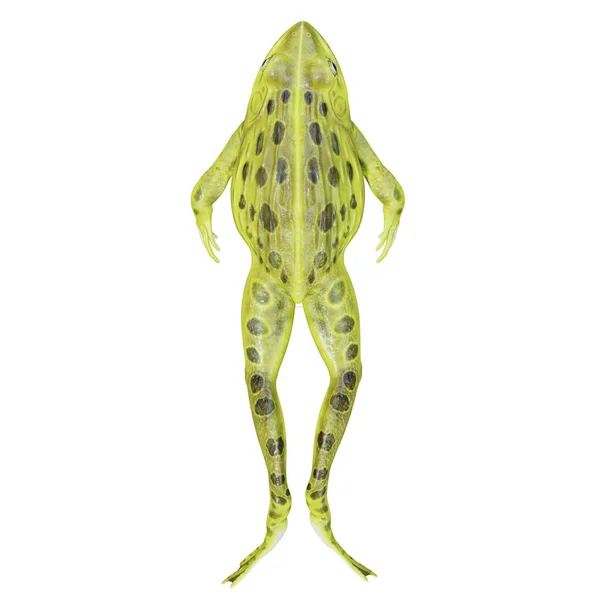 Иллюстрация Индийской Лягушки Быка — стоковое фото