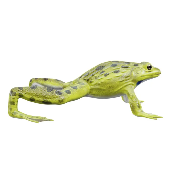 Illusztráció Indiai Bullfrog — Stock Fotó