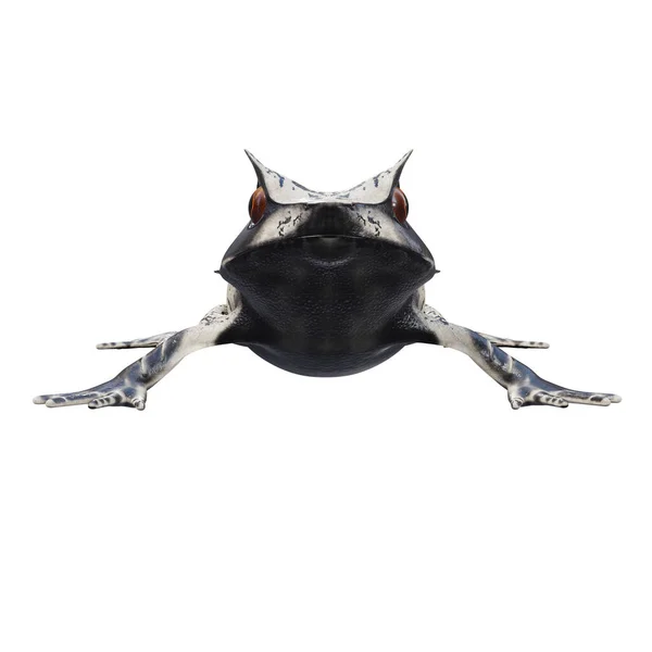 말라얄람 개구리의 — 스톡 사진