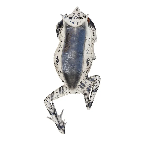 Illustration Malayan Horned Frog — Stock Photo, Image