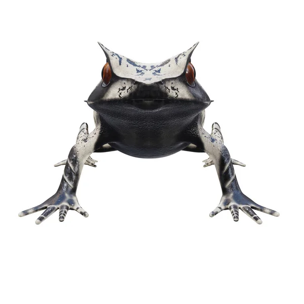 马来角蛙3D图解 — 图库照片