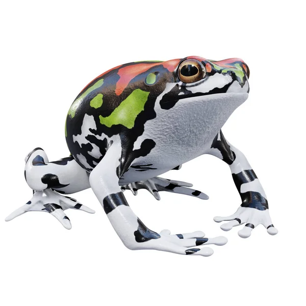 Εικονογράφηση Του Malagasy Rainbow Frog — Φωτογραφία Αρχείου