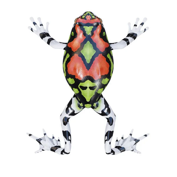 Illuation Malagasy Rainbow Frog — стокове фото
