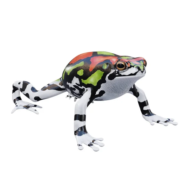 Εικονογράφηση Του Malagasy Rainbow Frog — Φωτογραφία Αρχείου
