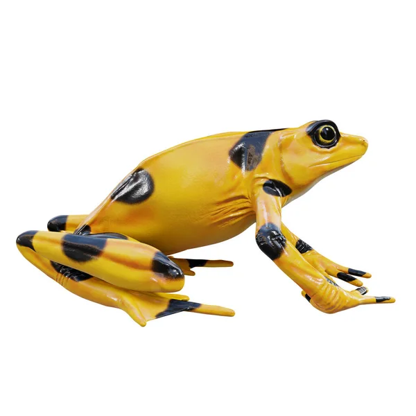 Illustration Des Panamaischen Goldenen Frosches — Stockfoto