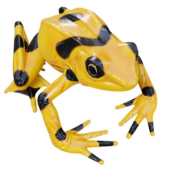 Illustration Panamanian Golden Frog — Stock Photo, Image