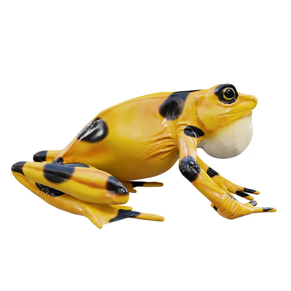 パナマ黄金のカエルの3Dイラスト — ストック写真
