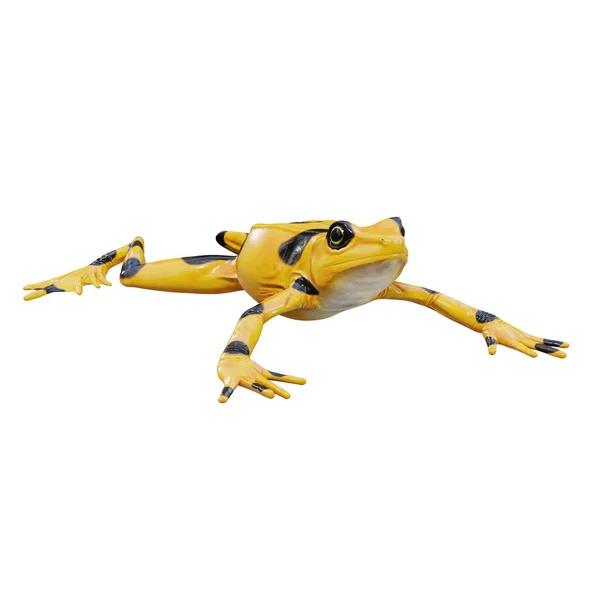 Ilustracja Panamskiej Złotej Żaby — Zdjęcie stockowe