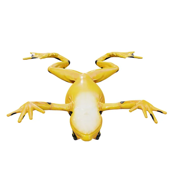 Illustratie Van Panamese Gouden Kikker — Stockfoto