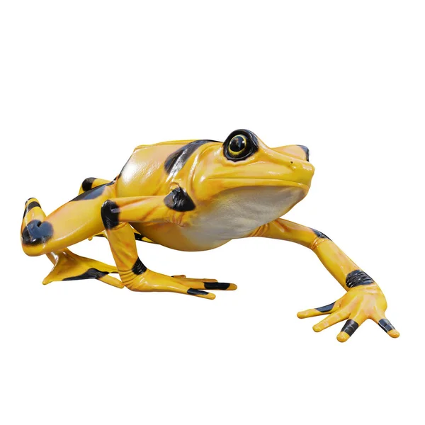 Illuation Panamanian Golden Frog — стокове фото