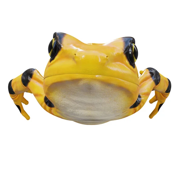 Illustration Des Panamaischen Goldenen Frosches — Stockfoto
