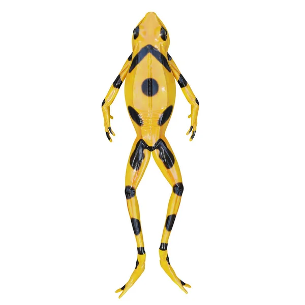 巴拿马金蛙的3D图解 — 图库照片