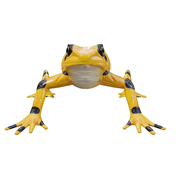 パナマ黄金のカエルの3Dイラスト — ストック写真
