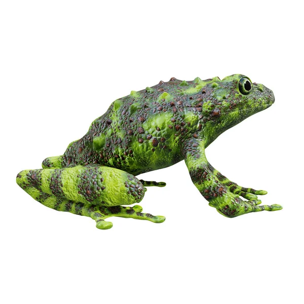 Ilustración Vietnamita Mossy Frog —  Fotos de Stock