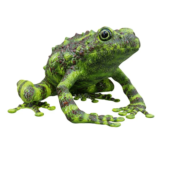 Illustration Vietnamese Mossy Frog — Stock Photo, Image