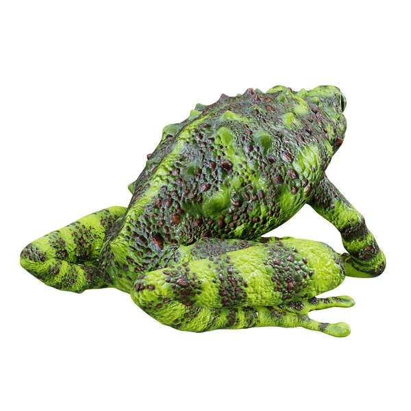 Ilustración Vietnamita Mossy Frog — Foto de Stock