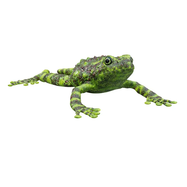 Illustratie Van Vietnamese Mossy Frog — Stockfoto
